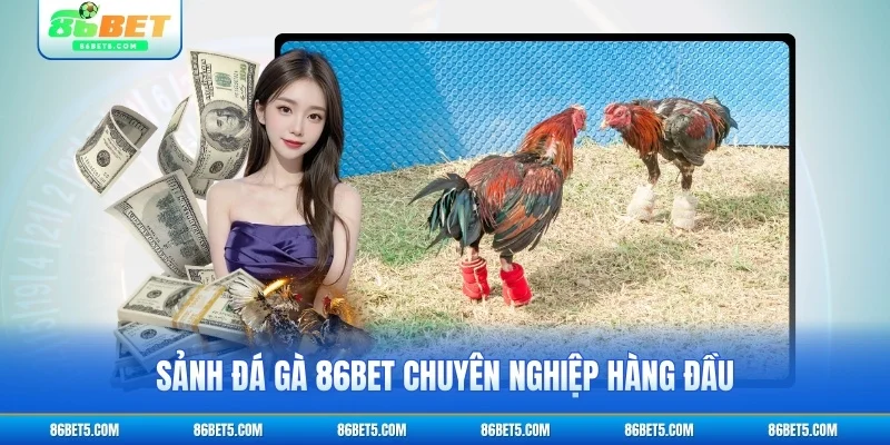 Sảnh Đá gà 86bet chuyên nghiệp hàng đầu